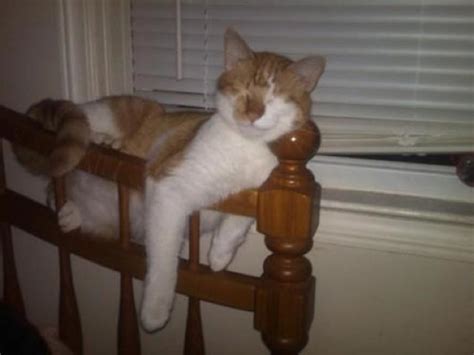 The 37 Funniest Photos Of Cats Sleeping In The Most Awkward Positions