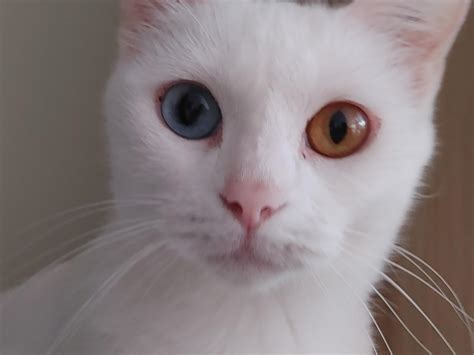 Our Cat Has Two Different Coloured Eyes Complete Heterochromia