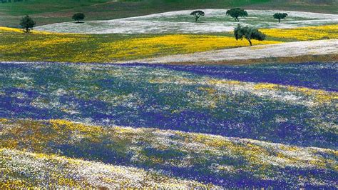 50 Bing Flower Wallpapers Wallpapersafari
