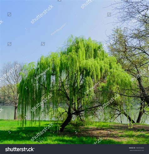Weeping Willow Salix Babylonica Stock Photo 168353609 Shutterstock
