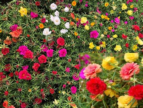 Outsidepride Portulaca Moss Rose Spreading Succulent Heat Drought