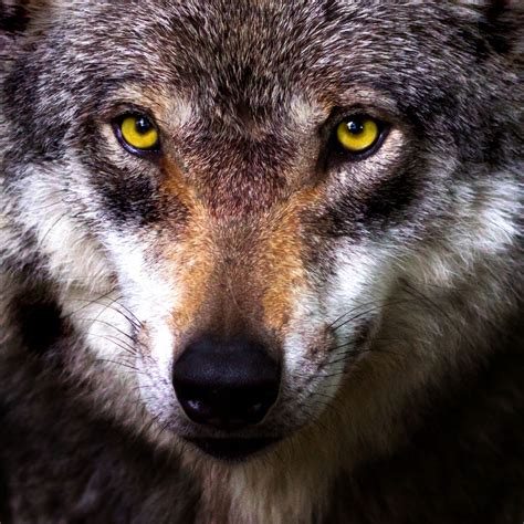 Wolf Gesicht Kostenloses Stock Bild Public Domain Pictures
