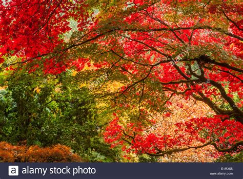 Japanese Maple Trees In Autumn Color In Japanese Garden