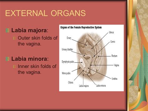 Pictures Of Labia Minora Cysts Bartholins Cysts Treatment Causes