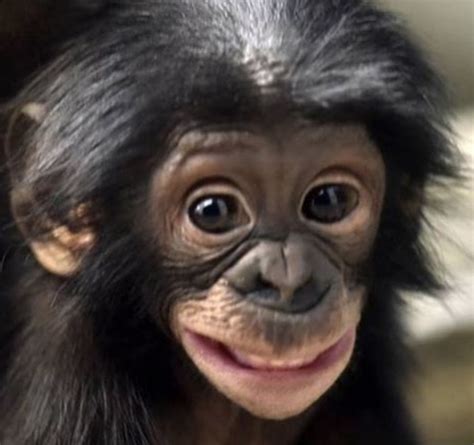This Bonobos Big Grin Is Infectious Boing Boing