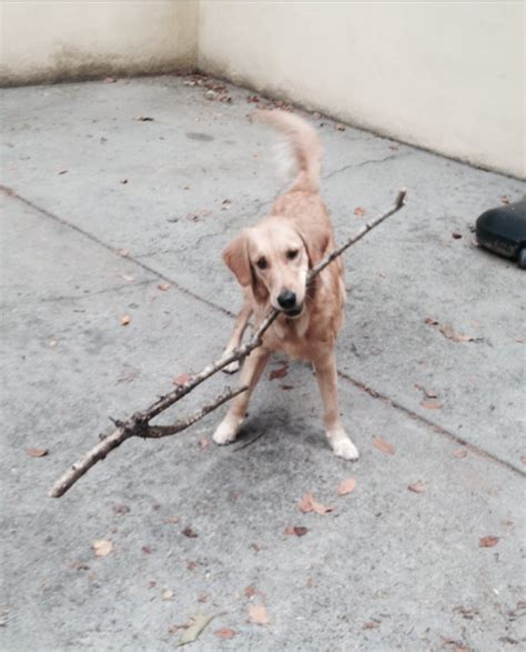 15 Dogs Carrying Huge Sticks Cuteness