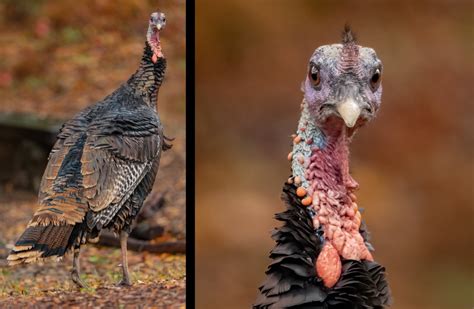 Get To Know The Wild Turkey Owen Deutsch Photography
