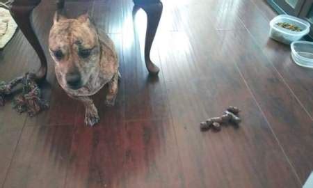 New diet fads pop up every year, and it’s hard to ignore them when celebrities an. House Trained Dog Pooping Inside | ThriftyFun