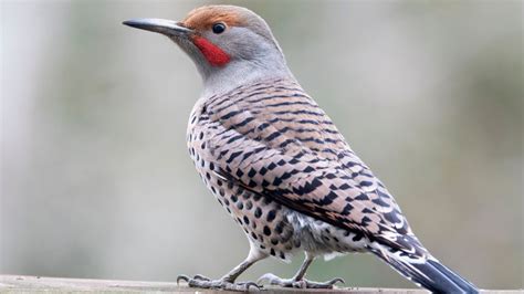 3 Types Of Flicker Birds And How To Identify Each Songbirdhub