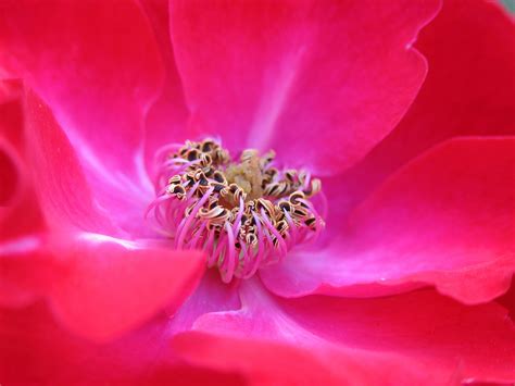 Images Gratuites La Nature Fleur Pétale Pollen Rouge Rose Flore