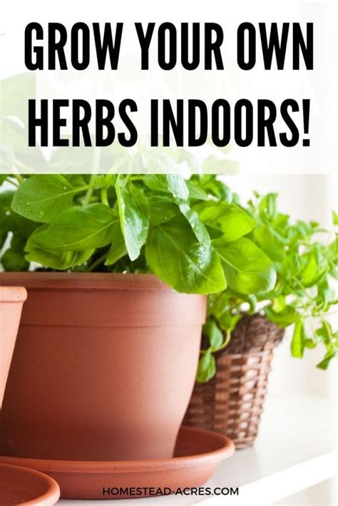 How To Start An Indoor Herb Garden Even With Low Light Homestead Acres