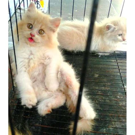 Jual Kucing Bulu Cream Putih Kitten Persia Medium Anggora Himalaya