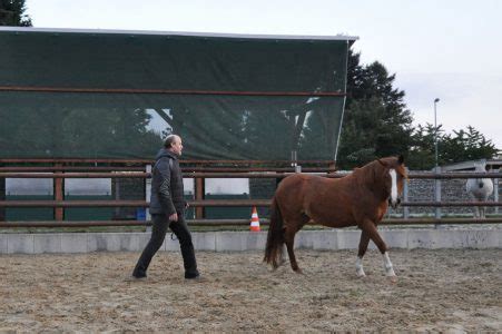 Pferdegestützte Interventionen das Pferd als Trainer