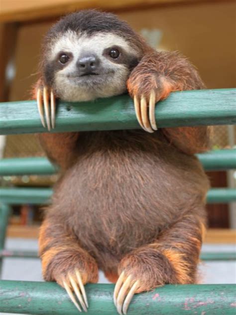 Pin By Teela Fields On Animals Sleepy Sloth Cute Animals Happy