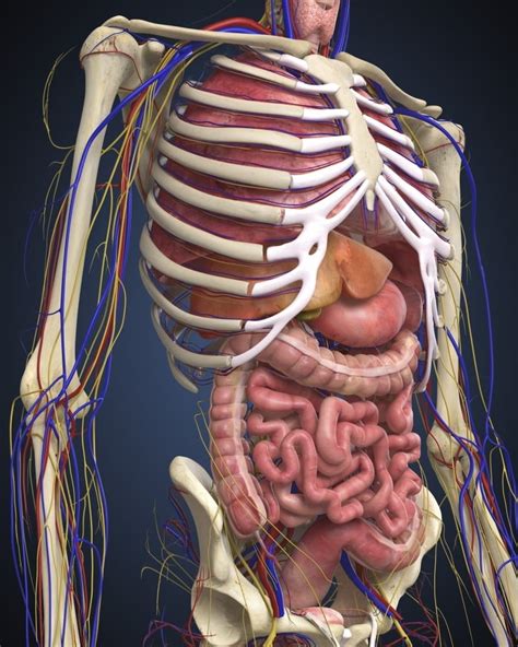 Human Midsection With Internal Organs Poster Print