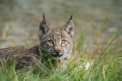 Siberian Lynx Profile Photograph By Kelly Walkotten Pixels