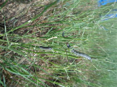 A Forage Agronomists Reflections And Response To The Fall Armyworm