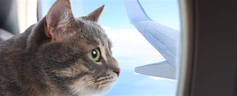 The Curious Case Of The Cat On A Plane Falstaff