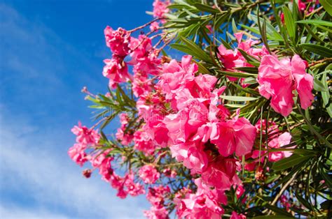 Bunch Of Pink Flowers On The Tree At Maldives Stock Photo Image 62933251