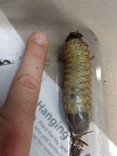 Identification What Is This Giant Grub Looking Thing Gardening