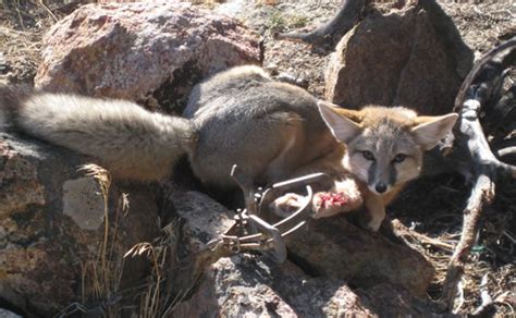 Destruction Of Protected And Endangered Species Trapfree New Mexico
