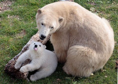 Nothing Cuter Than A Baby Polar Bear Sticking Out Its Tongue Baby