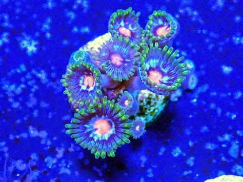 Coral Reef Tank Fragcave Com Unterwasserwelt Unterwasser Bunt