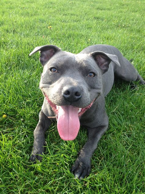 Blue Staffordshire Bull Terrier With A Big Smile