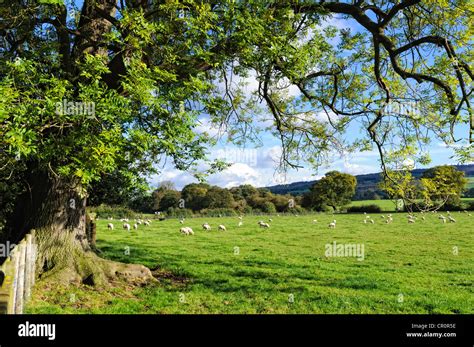 English Countryside In Spring Pastoral Scenery Sheep And Lambs In Green