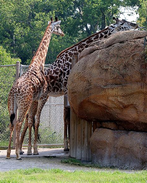 Giraffes At Nashville Zoo Paul Robbins Flickr