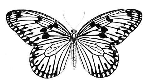 11 Black And White Butterfly Clipart The Graphics Fairy