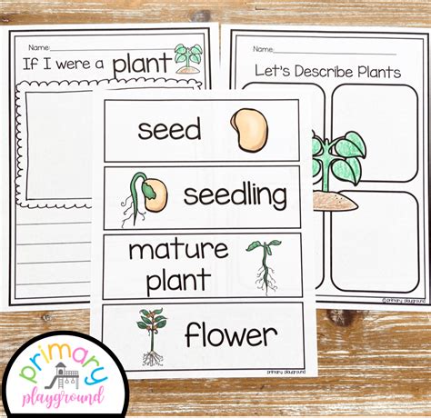 Plant Activities No Prep Pack Math Literacy And Science Primary