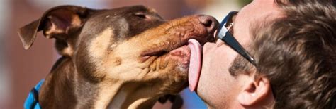 Sognare cane che morde indica la parte animale dell'essere umano e l'istinto in tutte le sue forme, una parte addomesticata o parzialmente integrata. 10 Ways to Help - DAWG