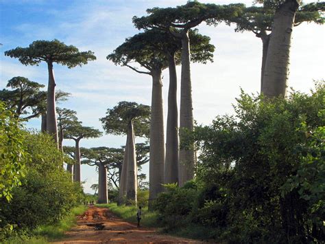 Madagascar Landscape Wallpapers Top Free Madagascar Landscape