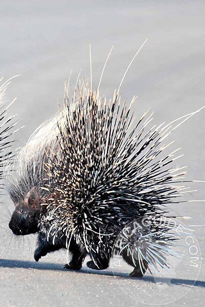 17 Best Images About Porcupine Porcupines On Pinterest Kruger