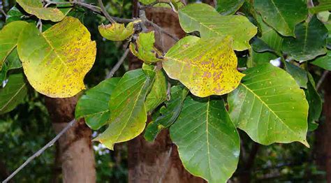 Sal Tree Facts And Health Benefits