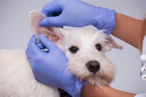 Keeping Your Dogs Ears Clean Lovemydogblog