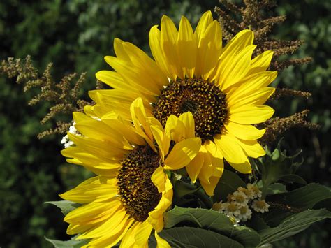 1536x864 Wallpaper Sunflower Plant Peakpx