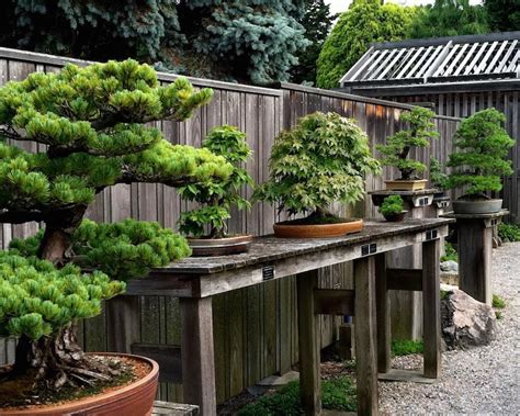 Bonsai Garden Design Bonsai Empire