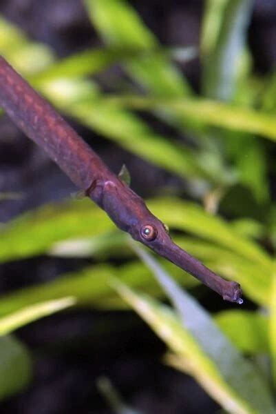 Long Snouted Pipefish Largest Freshwater Pipefish