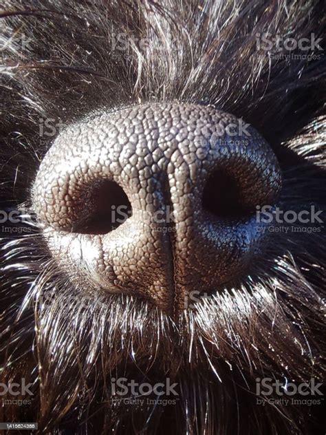 Black Dog Nose Stock Photo Download Image Now Animal Animal Body