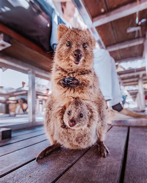 I Flew 25 Hours To See The Cutest Animals In The World Quokkas