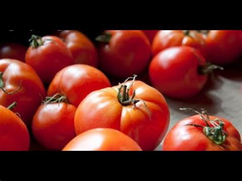 What exactly is a tomato? Tomat itu buah atau sayur ya? - YouTube