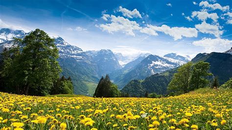 Mountains Landscapes Nature Flowers Fields Switzerland Dandelions