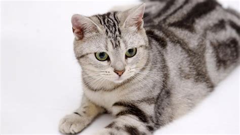 Learn more about the average weight of a cat and how you can determine the best size to keep your cat healthy. American Shorthair - Price, Personality, Lifespan