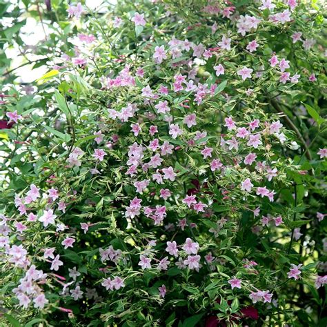 Buy Jasmine Jasminum × Stephanense Delivery By Waitrose Garden In