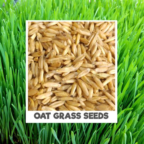 This means that organic cat food provides your cat with wholesome, natural nutrition. Organic Cat Oat Grass Seeds ~ Fully grown in 14 days ~ Pets Love it! | Healthy food shop UK -buy ...