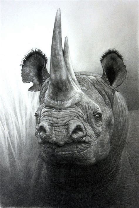 African Black Rhino Drawing Done In Pencil Rhino Art Animal
