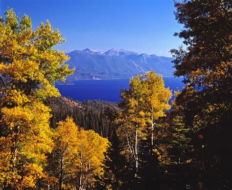 Lake Tahoe Scenic Fall Colors On Aspens Vance Fox Photography