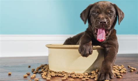 How much food should i feed my dog chart? My Dog Seems Hungry — How Much Should I Be Feeding It ...